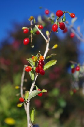 Goji Pflanze