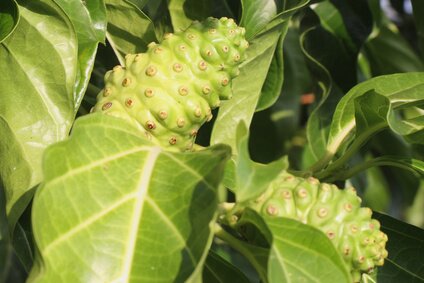 goji pflanze